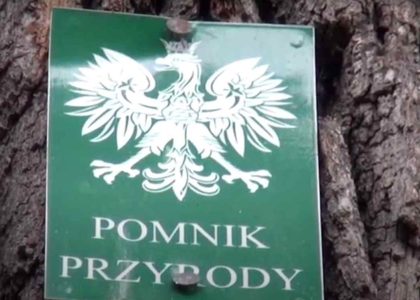 polskaracja.pl: Podpalono 500-letni dąb