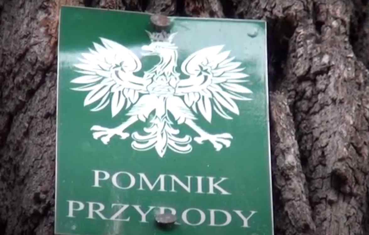polskaracja.pl: Podpalono 500-letni dąb