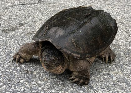 polskaracja.pl: Niebezpieczny gatunek żółwia znaleziony pod Warszawą