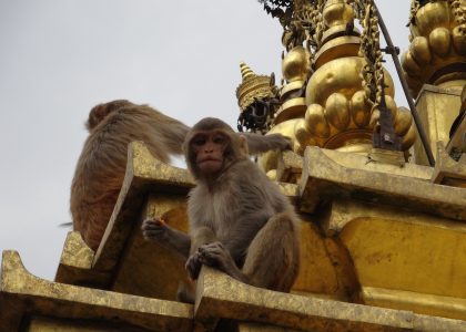 polskaracja.pl: Pijana małpa atakuje w Nepalu