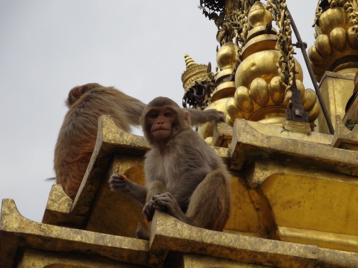 polskaracja.pl: Pijana małpa atakuje w Nepalu